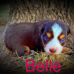 Belle - Red tri female Miniature Australian Shepherd puppy in Idalou, Texas from Lonesome Pine Mini Aussies