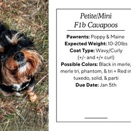 Cavapoo puppies from Doodles of Oz