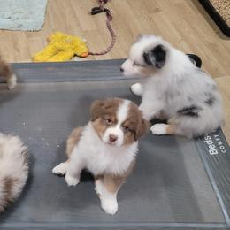 Australian Shepherd Puppies from Cornerstone Australian Shepherds