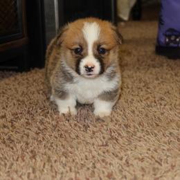 Rusty - Black and tan male American Corgi puppy in Kennewick, Washington from Corgis of Tricities