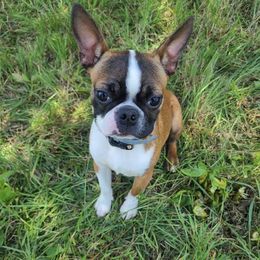 Boston Terriers from Virginia Colored Boston Terriers