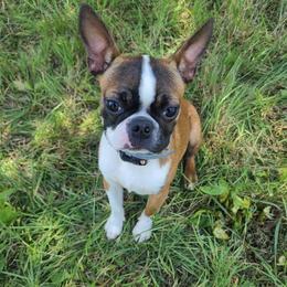Boston Terriers from Virginia Colored Boston Terriers