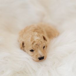 Ross - Cream male Aussiedoodle puppy in Orleans, Indiana from Mae Blossom Puppies