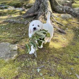 Golden Retriever Puppies from Suncoast Goldens