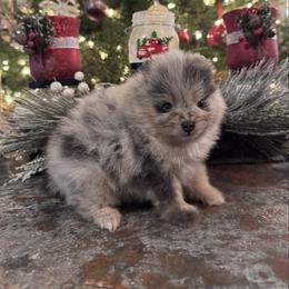 Aspen - Blue merle female Pomeranian puppy in Sandia, Texas from Broken Arrow Poms