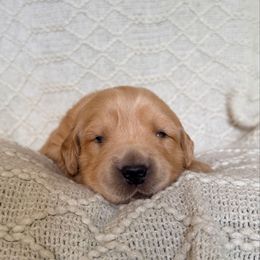 Clove (Blue Collar) - Golden male Golden Retriever puppy in Jefferson, Iowa from New Beginnings Acres