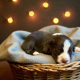 Ember Beau - Red tri-color female Australian Shepherd puppy in Statesville, North Carolina from Charming Australian Shepherds