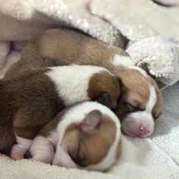Pembroke Welsh Corgi Puppies from Much Love Fam