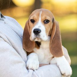 Jenna - Beagle puppy in Warsaw, Indiana from Mae’cee Beagles