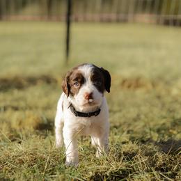 Puppy Boy 1 - Liver and white male English Springer Spaniel puppy in Lynchburg, Virginia from Southern Springers