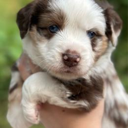 Peaches - Red merle female Miniature American Shepherd puppy in Greenwood, Indiana from Barnaby’s Barn Dog’s