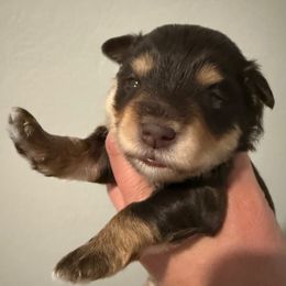 Girl 1 - Liver female Miniature Schnauzer puppy in Avondale, Arizona from Campos Schnauzers