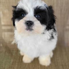 Dora - Black and white female Shichon puppy in Limestone, Tennessee from Pilot Hill Teddy Bear Puppies