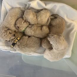 Poodle Puppies from J'Adore Doodles