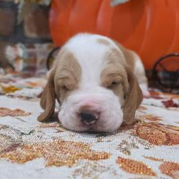 Sevier - Red and white male Basset Hound puppy in Bellaire, Ohio from Blessed Bassets