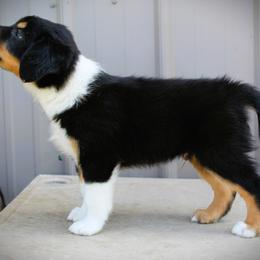 English Shepherd Puppies from Town & Country English Shepherds