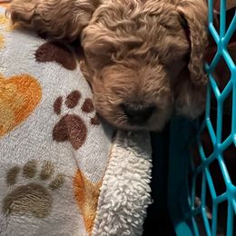 Goldendoodle Puppies from Lucky's Doodlez