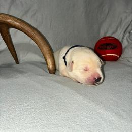 Boy 3 drk blue collar - Yellow male Labrador Retriever puppy in Arlington, Washington from Stout's Hunting Labs and trsbullies