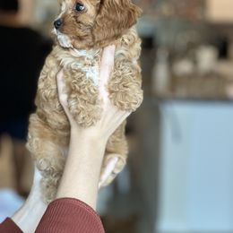 Cavapoo, Cockapoo, and Goldendoodle Puppies from Jolidoodles