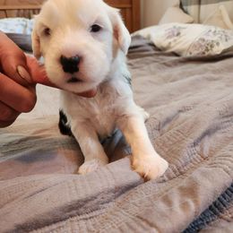 Boy 4 - Gray and white Old English Sheepdog puppy in Anaconda, Montana from Mt. Haggin OES