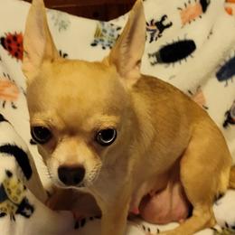 Halo - Chihuahua