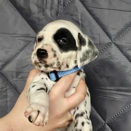 Blue girl LUA available - White and black female Dalmatian puppy in New Straitsville, Ohio from Woofter Dalmatians