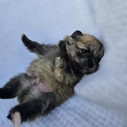 Fred - Cream sable male Pomeranian puppy in Austin, Texas from Heart Of Texas Pom's