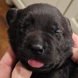 Labrador Retrievers from Lakeside Labs