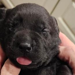 Labrador Retrievers from Lakeside Labs