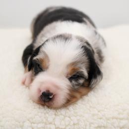 Everest - Blue merle female Miniature Australian Shepherd puppy in Apache Junction, Arizona from Circle T Mini Aussies