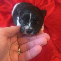 Girl1 - Black parti female Pomeranian puppy in Somerset, Kentucky from Perez Pomeranians