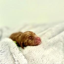Green Collar - Red  male Goldendoodle puppy in Stockton, California from Port City Doodles