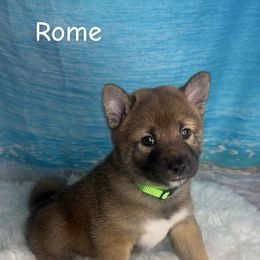 Rome - Sesame male Shiba Inu puppy in Inverness, Florida from Shore Thing Shiba’s