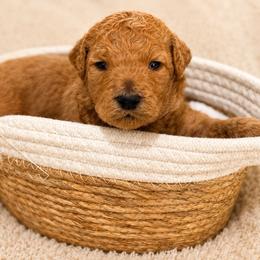 Phoenix - Apricot male Poodle puppy in Tallahassee, Florida from Brivali Poodles