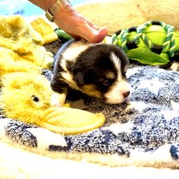 Oscar - Black and tan male Pembroke Welsh Corgi puppy in Delray Beach, Florida from Holly's Pembroke Welsh Corgis