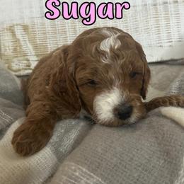 Sugar (Dark Pink Collar) - Apricot female Cavapoo puppy in Austin, Texas from Lucy Lou’s Cavapoos