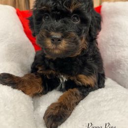 Pippa Pine - Phantom female Bernedoodle puppy in Thornville, Ohio from Four Front Doodles & Friends