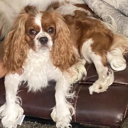 Tata - Cavalier King Charles Spaniel