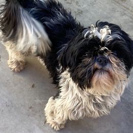 Shih Tzus from Gigi’s Shih tzu