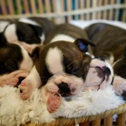 Boston Terrier Puppies from Piper Hill Bostons