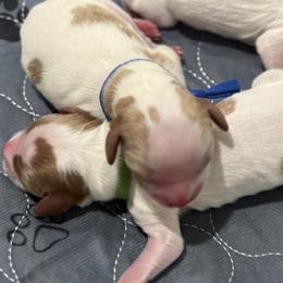 Boy 2 - male Cavalier King Charles Spaniel puppy in Pleasant Hill, Iowa from Harvest Creek