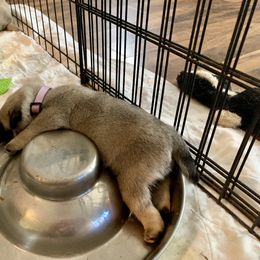Pug Puppies from Dixie Pugs of Tn