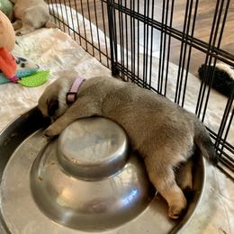 Pug Puppies from Dixie Pugs of Tn