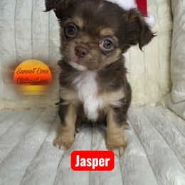 Jasper - Chocolate and tan male Chihuahua puppy in Oakwood, Georgia from Sunset Eves Chihuahuas