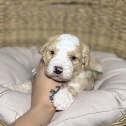 REMINGTON - Red male Bernedoodle puppy in Corpus Christi, Texas from The Henke Doodles