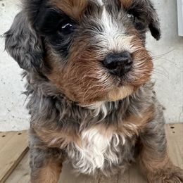George - Blue merle male Bernedoodle puppy in Camden, Michigan from FurEver Friends Finder