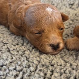Olivia - Apricot female Poodle puppy in Utica, Ohio from Poodle Me Crazy