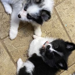 Pomsky Puppies from Perfect Pomskies