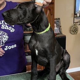 Great Dane Puppies from Hladik Great Danes