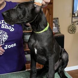 Great Dane Puppies from Hladik Great Danes